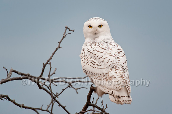 Snowy Owl