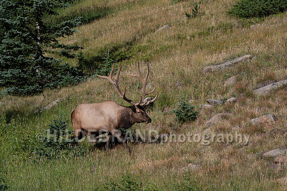Elk
