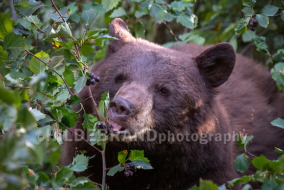 Black Bear