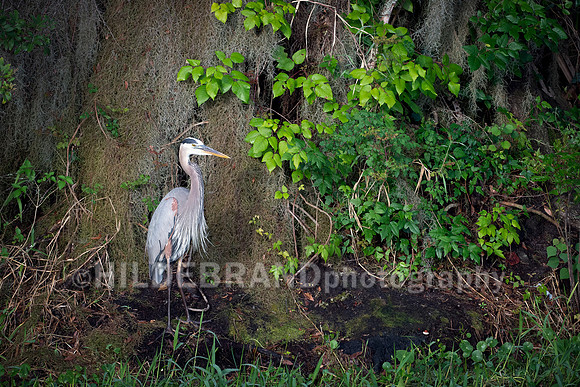 Great Blue Heron