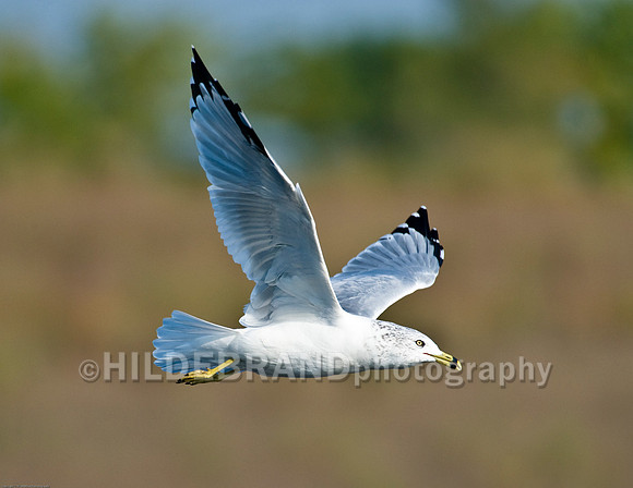 Ring-Billed Gull