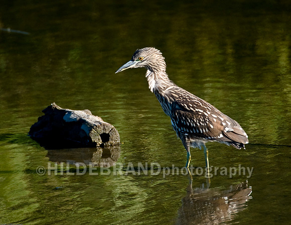 Black-Crowned Night Heron - Juvenile