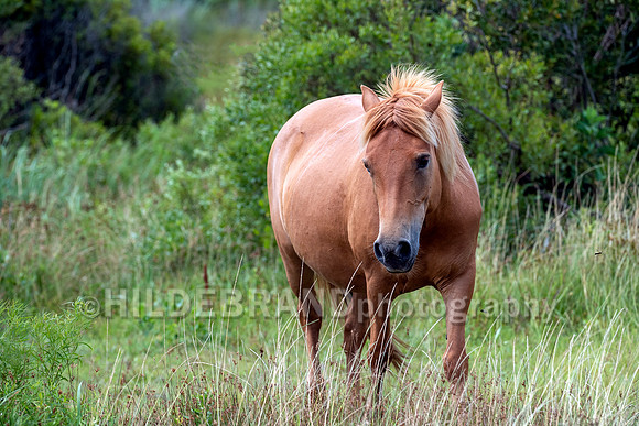 Chincoteague Pony