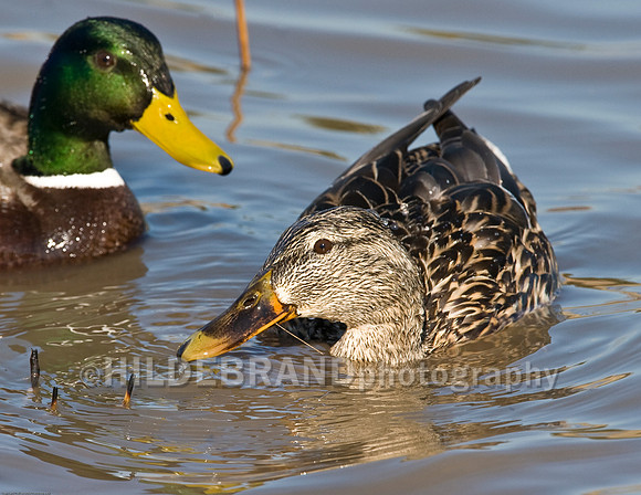 Mallard Duck - Pair