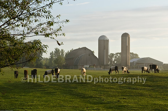 Sunrise at the Farm