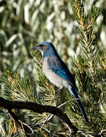 Western Scrub-Jay