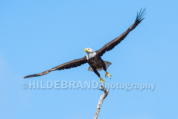 Bald Eagle