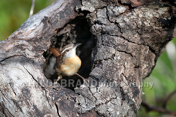 Carolina Wren