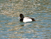 Lesser Scaup