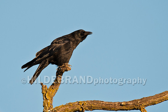 American Crow