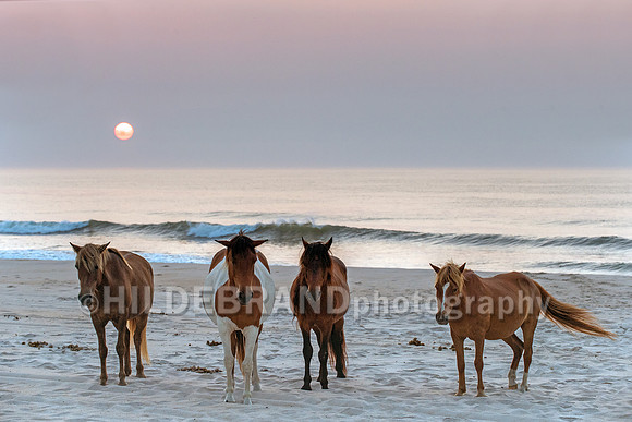 Chincoteague Pony