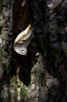 Ruby-crowned Kinglet