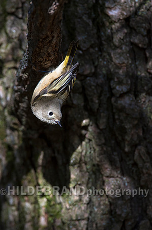 Ruby-crowned Kinglet