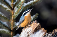 Red-breasted Nuthatch