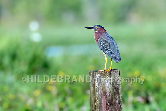 Green Heron