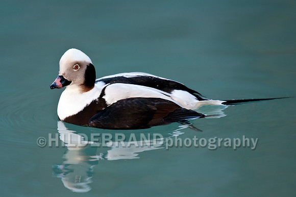 Long-tailed Duck