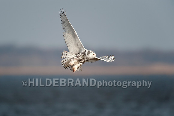 Snowy Owl