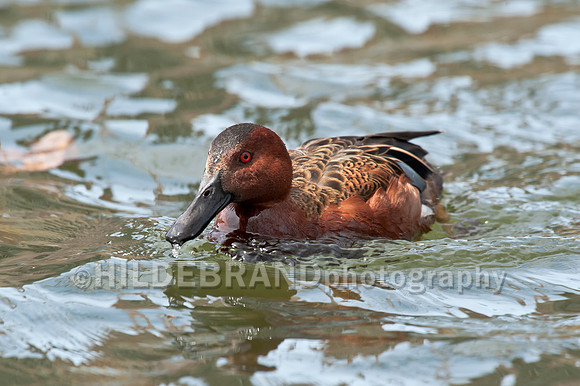 Cinnamon Teal