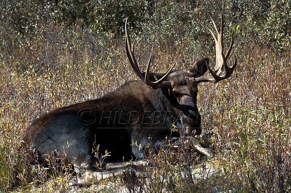 Bull Moose