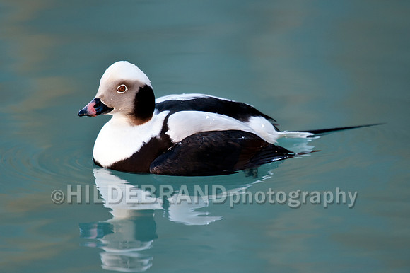 Long-tailed Duck