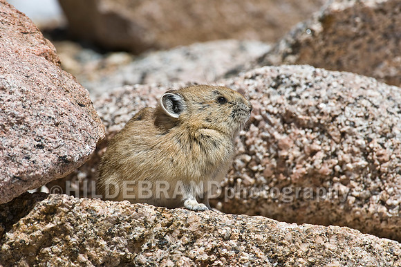 American Pika