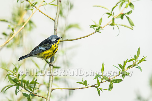 Magnolia Warbler