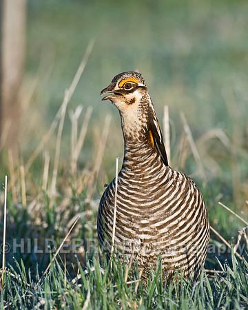Greater Prairie Chicken