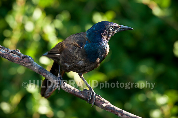Common Grackle