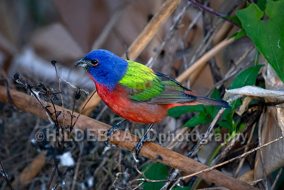 Painted bunting