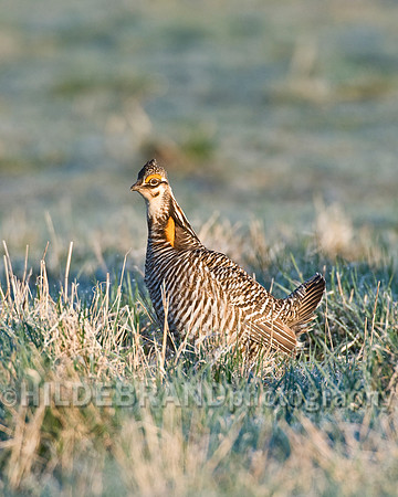 Greater Prairie Chicken
