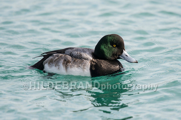 Greater Scaup