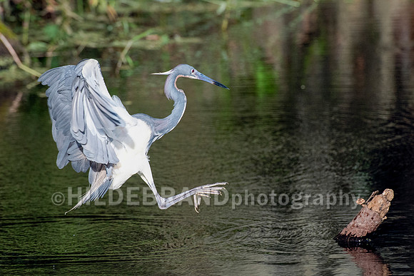 Tricolored Heron