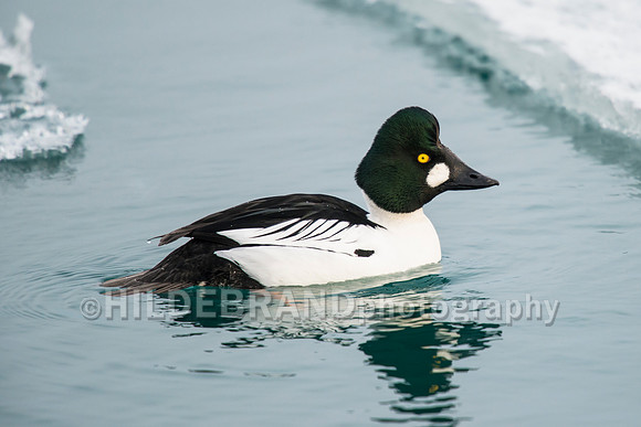 Common Goldeneye