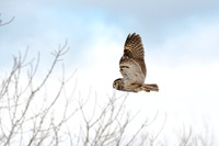 Long-eared Owl