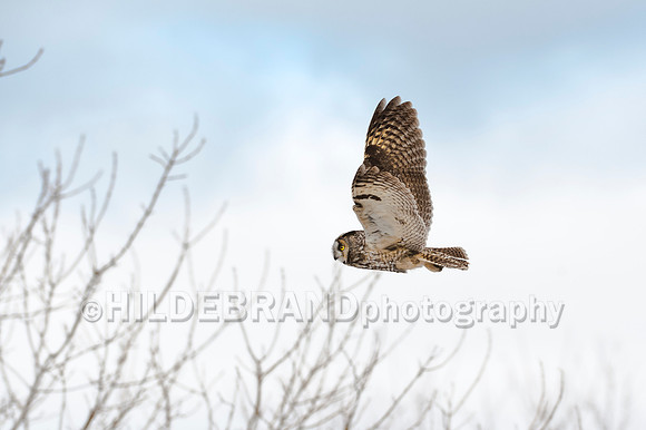 Long-eared Owl