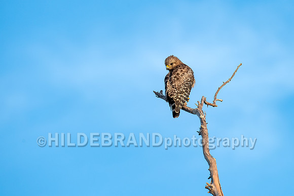 Red-shouldered hawk