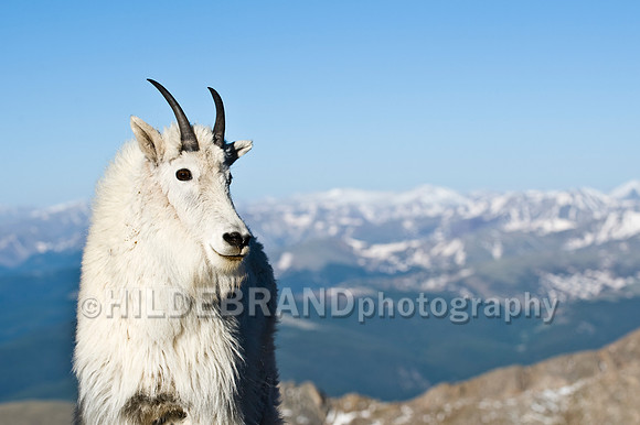 Mountain Goat