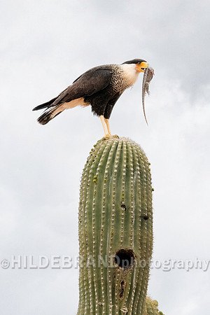 Crested Caracara