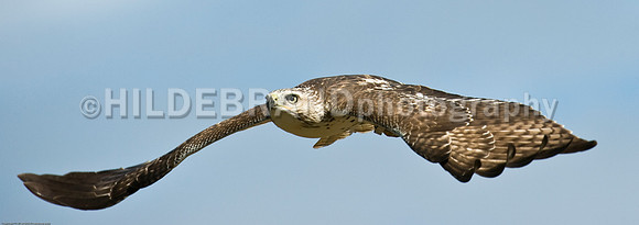 Red-Tail Hawk in Flight