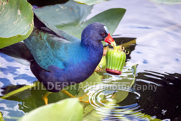Purple Gallinule