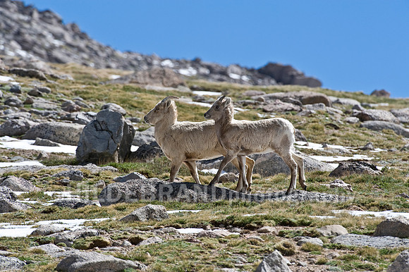 Rocky Mountain Bighorn Sheep