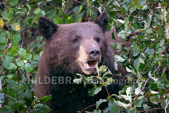 Black Bear