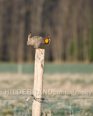 Greater Prairie Chicken