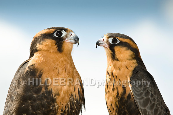 Aplomado Falcon Pair