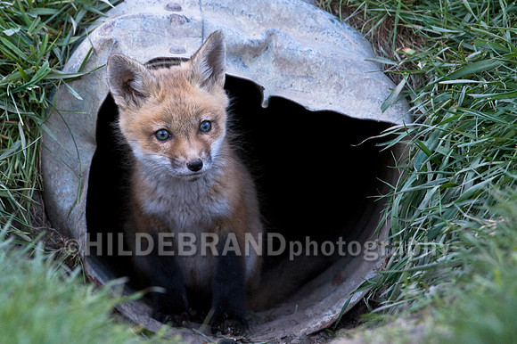 Fox Kits