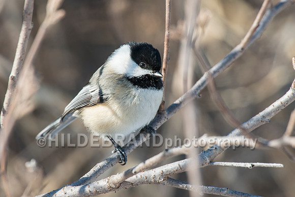 Black-capped Chickadee
