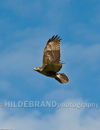 Red-Tail Hawk in Flight