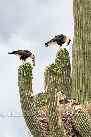 Crested Caracara