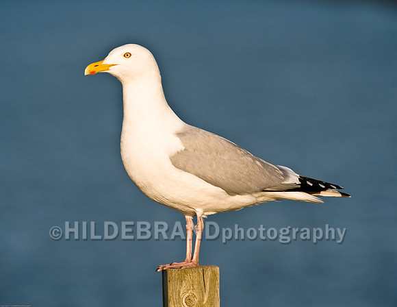 Herring Gull