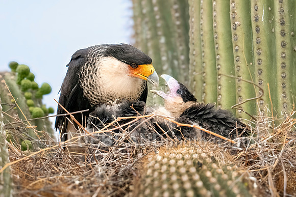 Crested Caracara